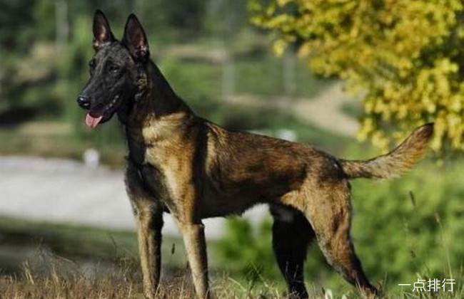 龙头老大在家闲,一马当前牧羊犬指什么生肖,警惕虚假宣传、全面解答、精准解答解释落实