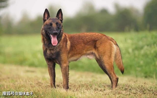 龙头老大在家闲,一马当前牧羊犬指什么生肖,警惕虚假宣传、全面解答、精准解答解释落实