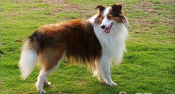龙头老大在家闲,一马当前牧羊犬指什么生肖,警惕虚假宣传、全面解答、精准解答解释落实